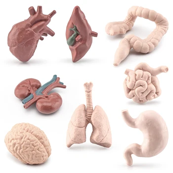 8PCS Modeliavimas Kūno Organų Modelius, Smegenų, Širdies, Kepenų, Skrandžio ir Kt Papuošalai Helovinas Išdaiga Rekvizitai Pažinimo Žaislai Vaikams